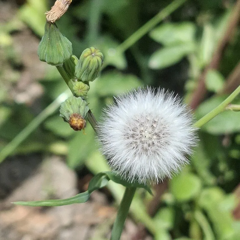 Docent of the Cracks: I Gave My Neighborhood's Weeds Names, Backstories, and a Gift Shop